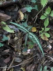 Gardneria multiflora
