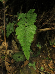 Asplenium cristatum