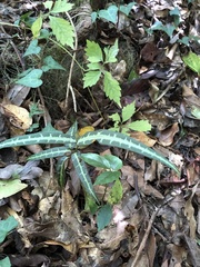 Gardneria multiflora