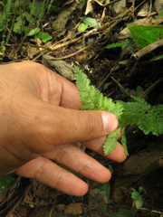 Asplenium cristatum