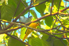 Pericrocotus speciosus
