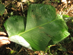 Calathea lutea