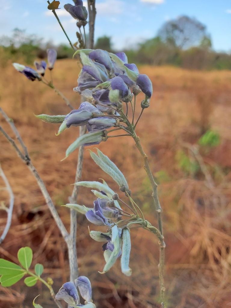 Mundulea laxiflora