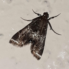 Usingeriessa