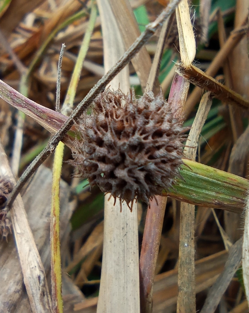Bere Reeds bur-reeds from Tundayme, Ecuador on November 9, 2020 at 08:46 AM by ...