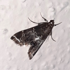 Usingeriessa