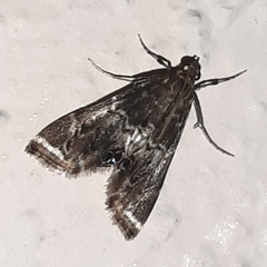 Usingeriessa