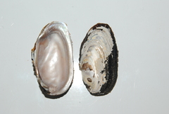 Elliptio occulta