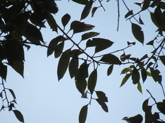 Nectandra lineata