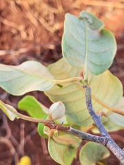 Capurodendron