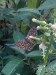 Adelotypa densemaculata