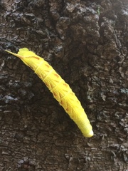 Marumba gaschkewitschii