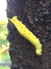 Marumba gaschkewitschii