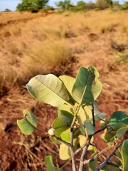 Capurodendron