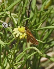 Ancyloxypha nitedula