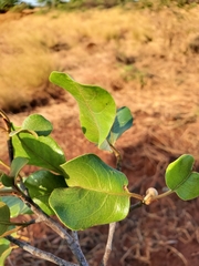 Capurodendron
