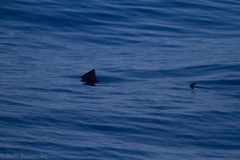 Tetrapturus pfluegeri