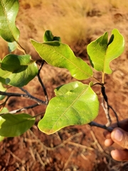 Capurodendron