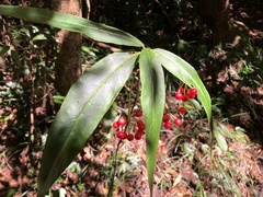 Ardisia crispa