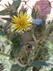 Helminthotheca echioides