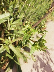 Helminthotheca echioides