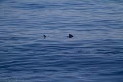 Tetrapturus pfluegeri