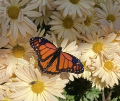 Danaus plexippus