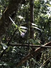 Tripterospermum lanceolatum