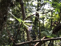 Tripterospermum lanceolatum