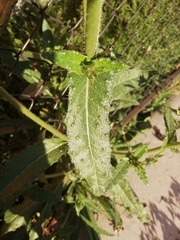 Helminthotheca echioides