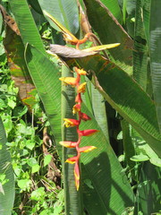 Heliconia platystachys