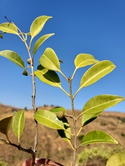 Salacia