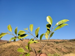 Salacia