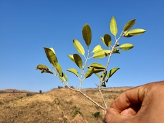 Salacia