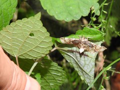 Omphisa anastomosalis