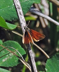Ancyloxypha nitedula