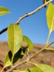 Salacia