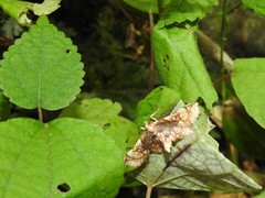 Omphisa anastomosalis
