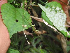 Omphisa anastomosalis