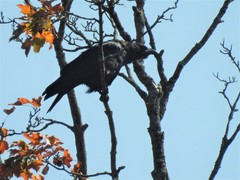 Corvus