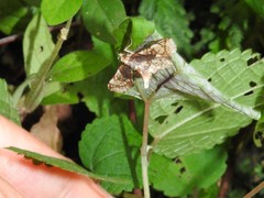 Omphisa anastomosalis