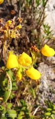 Calceolariaceae