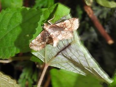 Omphisa anastomosalis