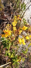 Calceolariaceae