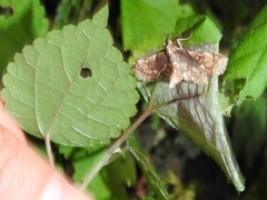 Omphisa anastomosalis