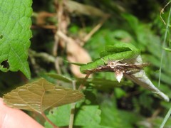 Omphisa anastomosalis