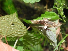 Omphisa anastomosalis