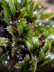 Fissidens grandifrons