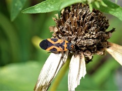 Lygaeus turcicus