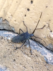 Paradasynus spinosus